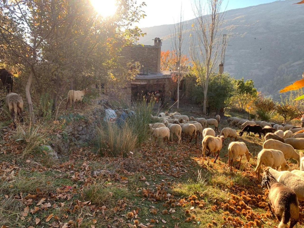 Cortijo Rural El Albercon - Capileira - Alpujarra Rural Exterior foto