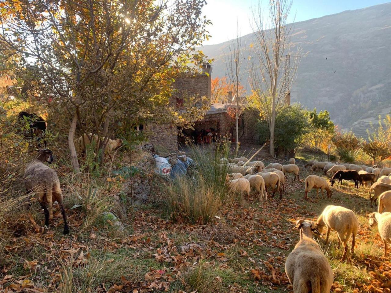 Cortijo Rural El Albercon - Capileira - Alpujarra Rural Exterior foto